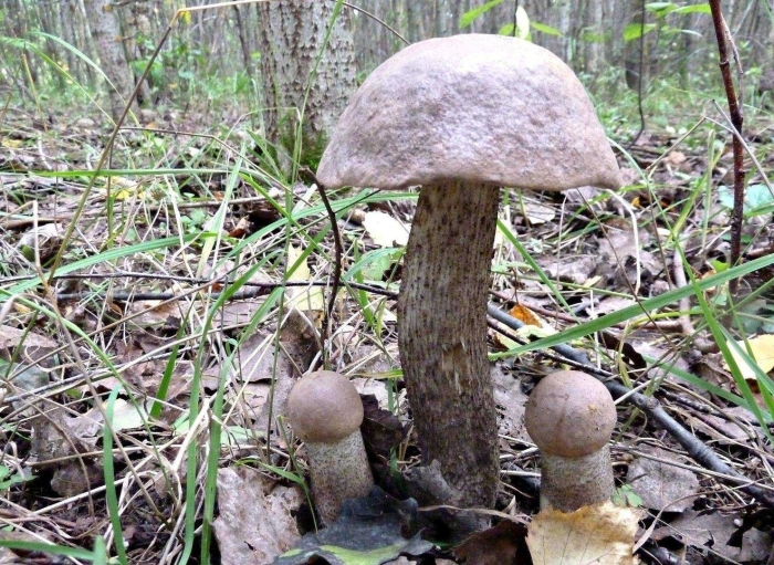 Маслята и подберезовики