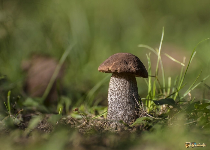 Подберезовик подосиновик