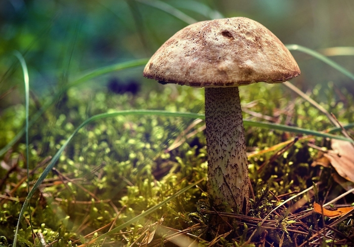 Шахматный подберезовик гриб