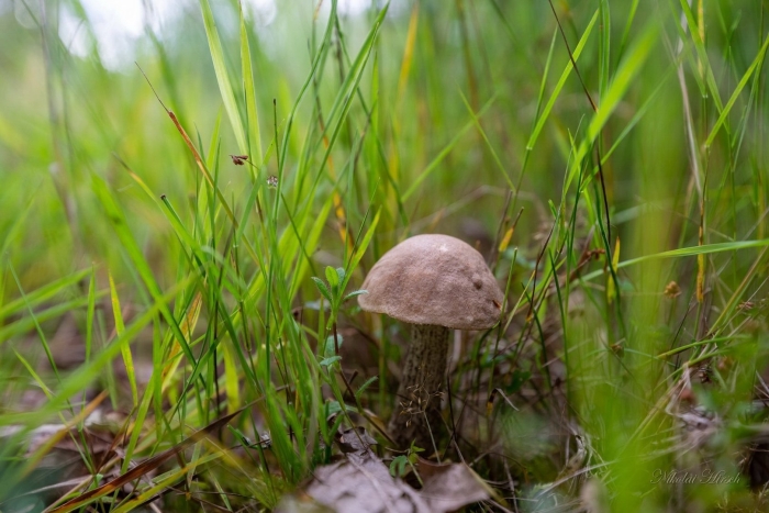 Подберезовик болотный ( léccinum hólopus)