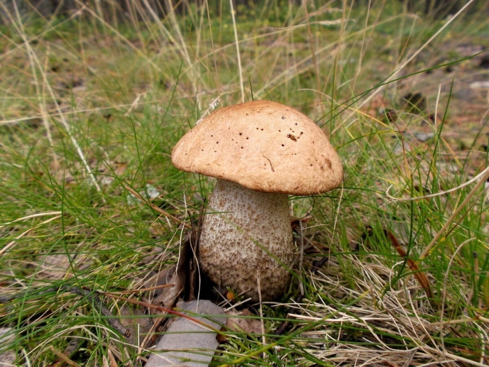 Гриб подосиновик