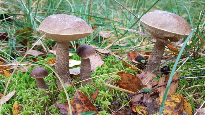 Подберёзовик обыкновенный съедобные грибы