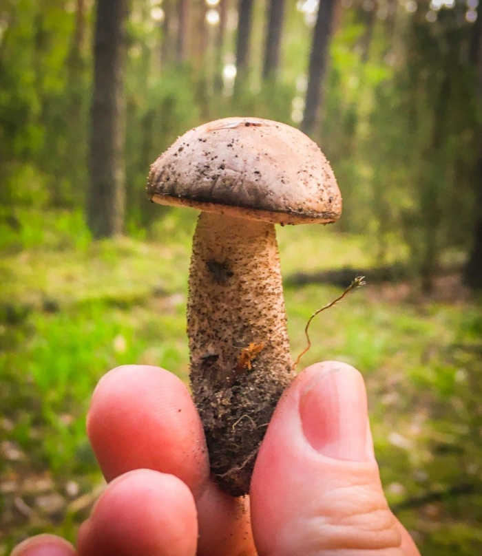 Подосиновик подберезовик