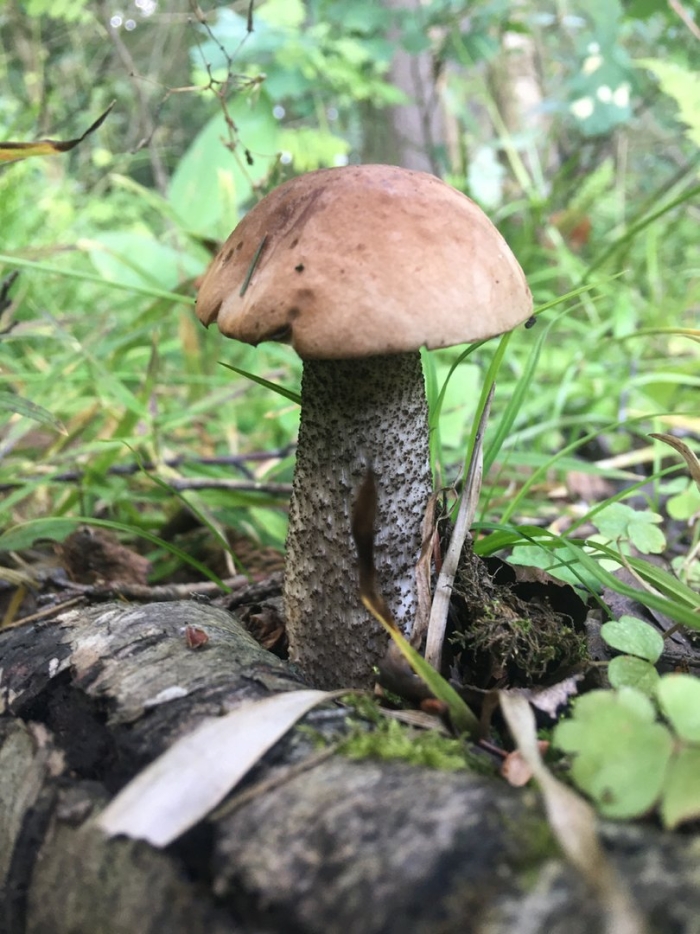 Подберезовик обыкновенный гриб