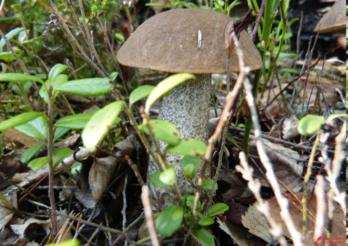 Подберезовик белый болотный