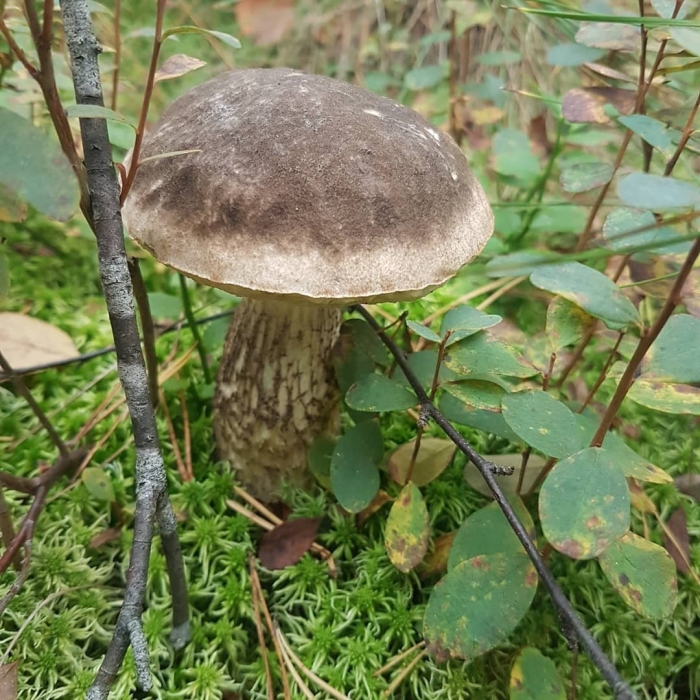 Подберезовик розовеющий