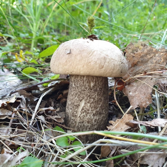 Подберёзовик жестковатый leccinum duriusculum