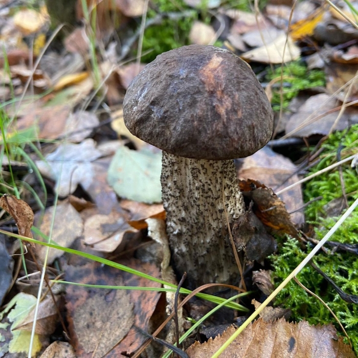 Черный подберезовик