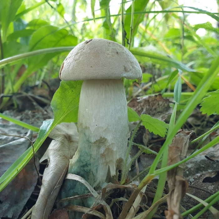 Осиновик белый leccinum percandidum