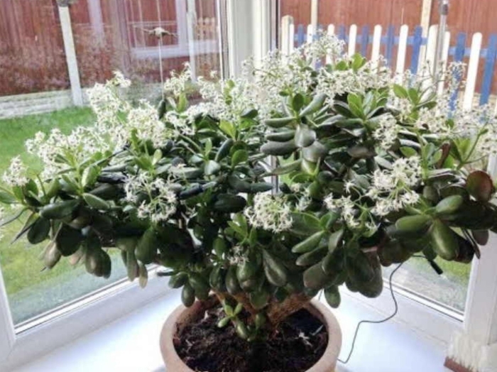 Толстянка цветение