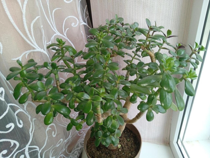 Толстянка денежное дерево