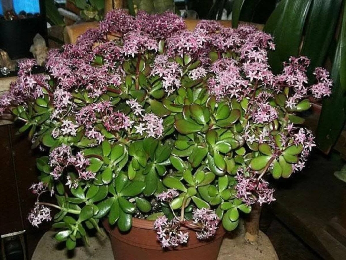 Цветет денежное дерево