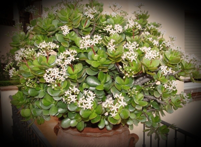 Денежное дерево толстянка