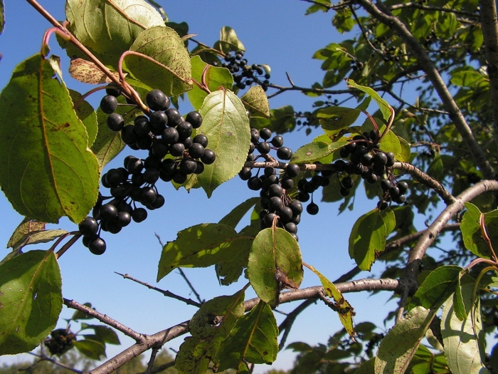 Жостер слабительный