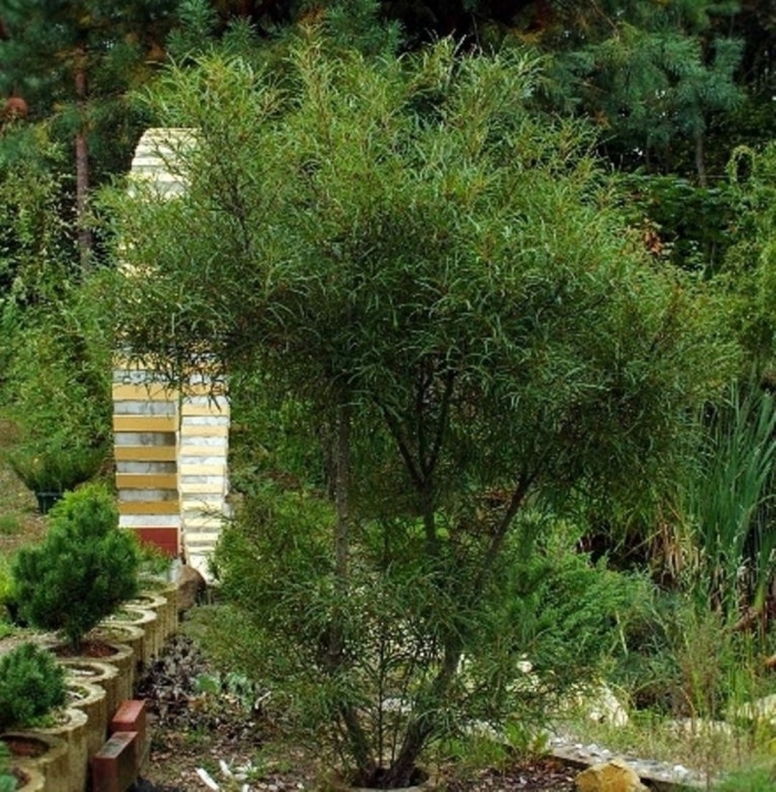 Крушина ломкая аспленифолия