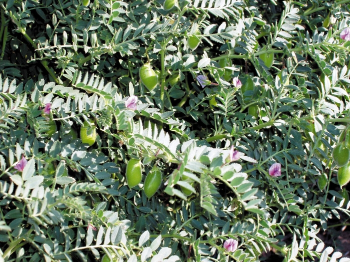 Нут cicer arietinum