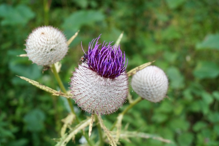 Cirsium eriophorum