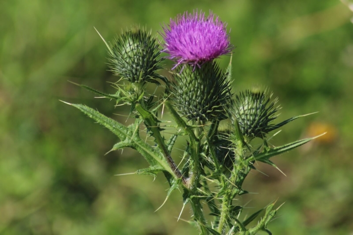 Бодяк обыкновенный (cirsium vulgare)