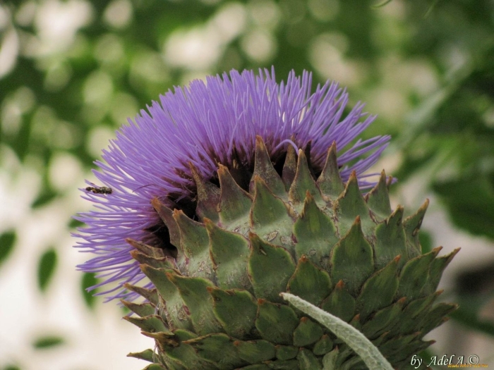 Бодяк татарник