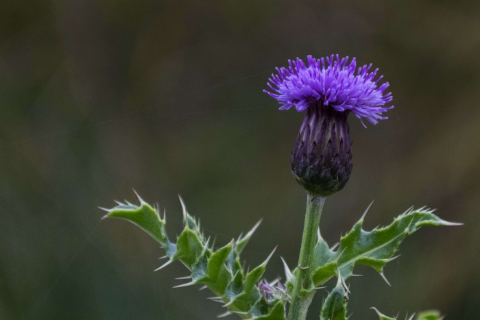 Цветок чертополох