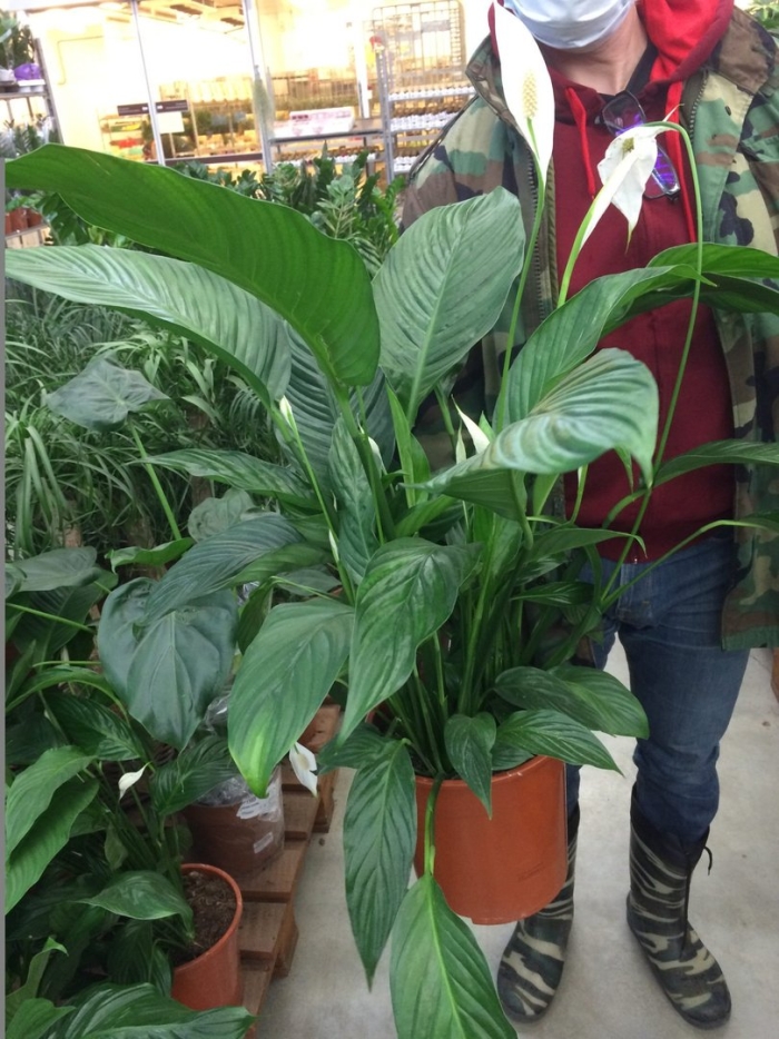 Спатифиллум сенсация