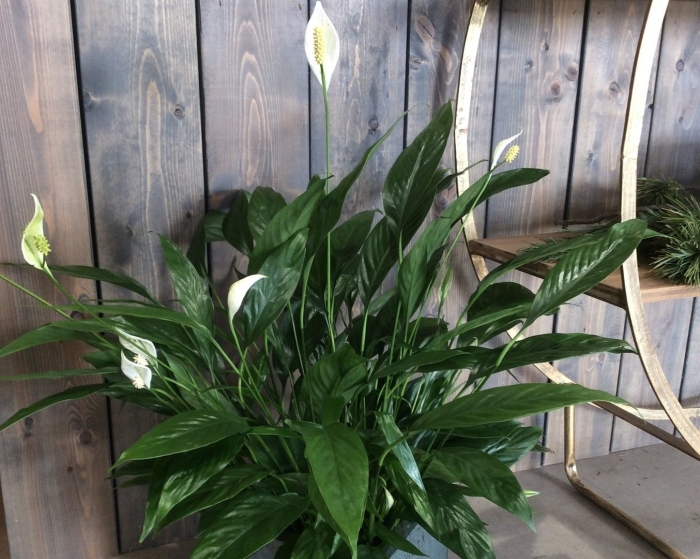 Спатифиллум дримиопсис