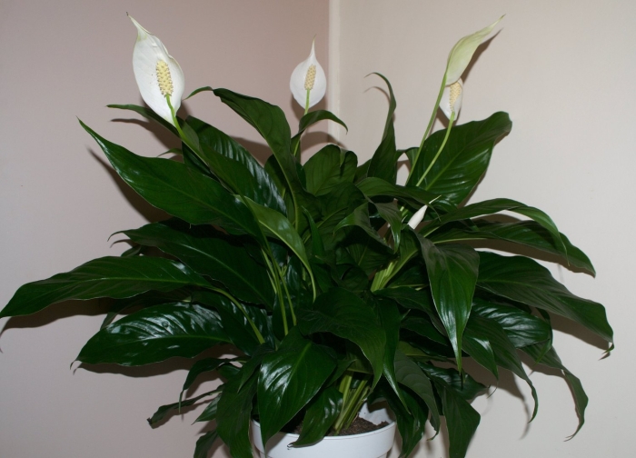 Спатифиллум геликониелистный