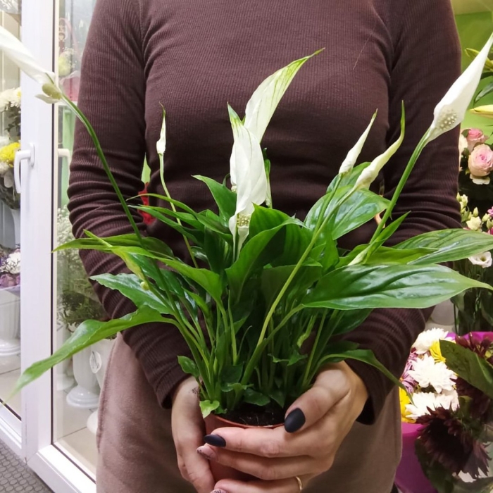 Свит лауретта спатифиллум