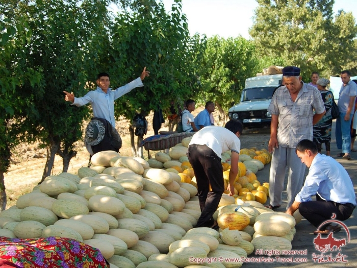 Дынная бахча узбекистан