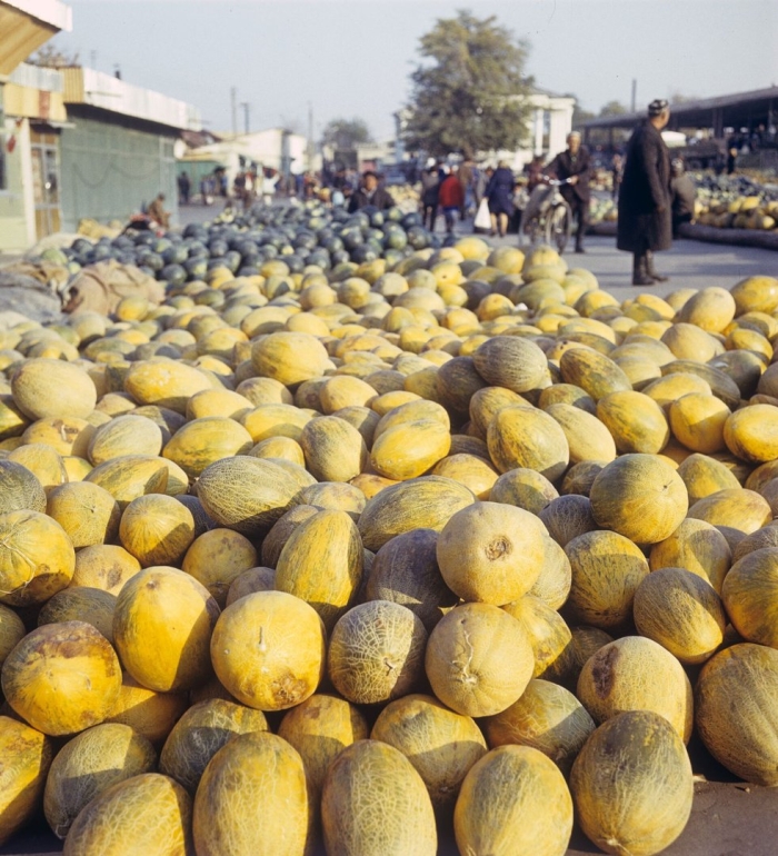 Дыня бухара