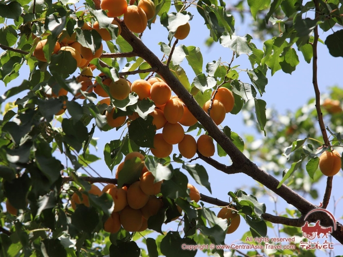 Дерево урюка и абрикоса