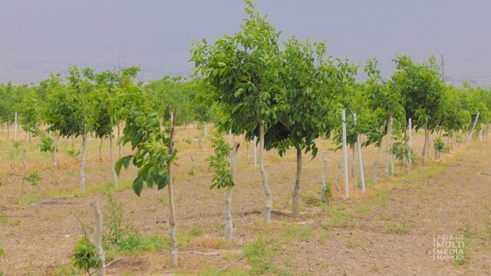 Плантации грецкого ореха
