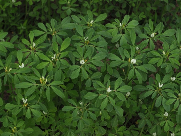 Trigonella foenum graecum