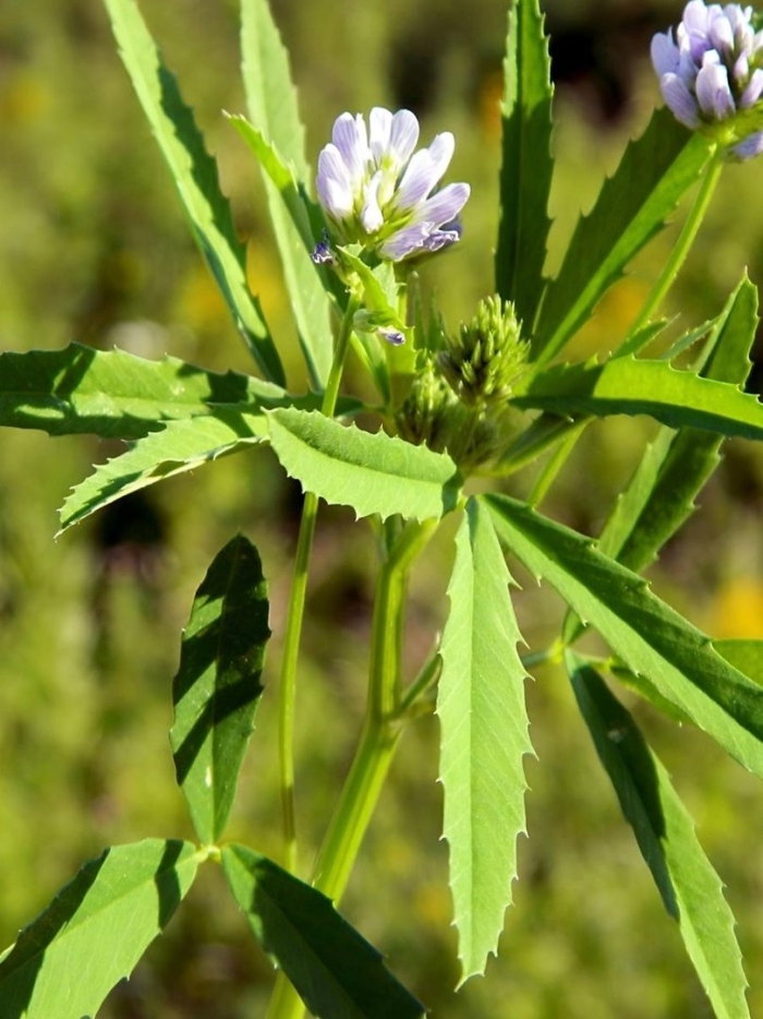 Пажитник сенной растение