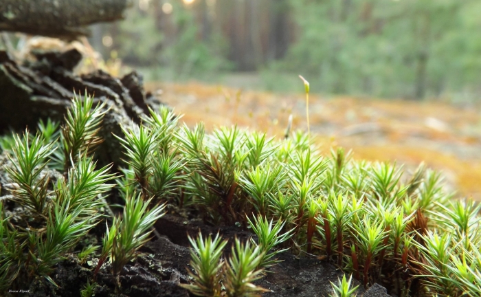 Листостебельные мхи