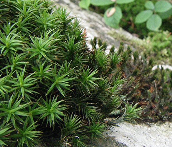 Polytrichum juniperinum