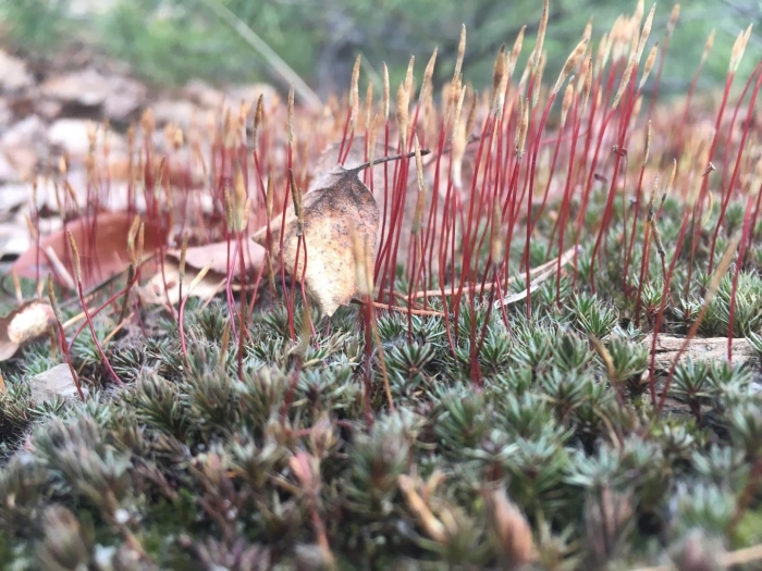 Бриум дернистый