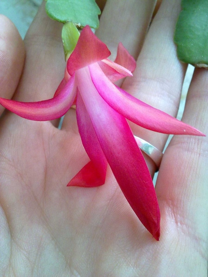 Шлюмбергера декабрист