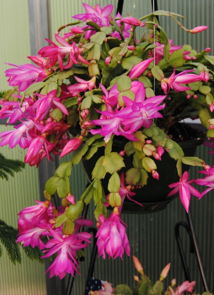 Шлюмбергера бакли