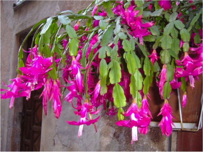 Шлюмбергера декабрист зигокактус