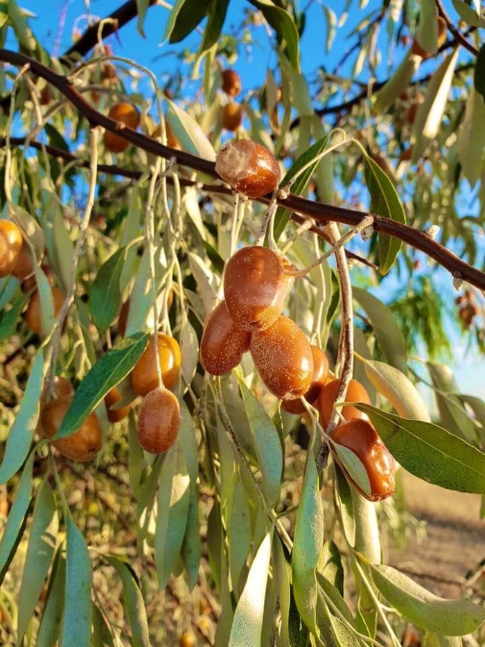 Дерево джигда