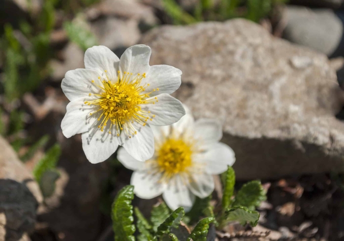 Дриада восьмилепестковая dryas octopetala