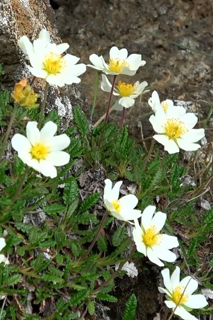 Dryas octopetala