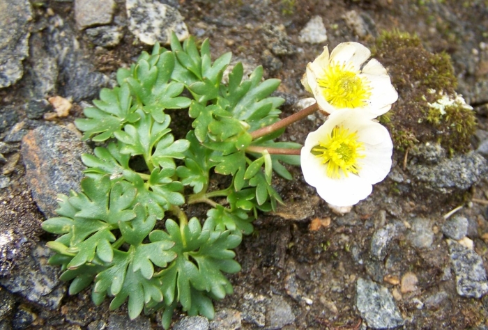 Лютик снежный арктический