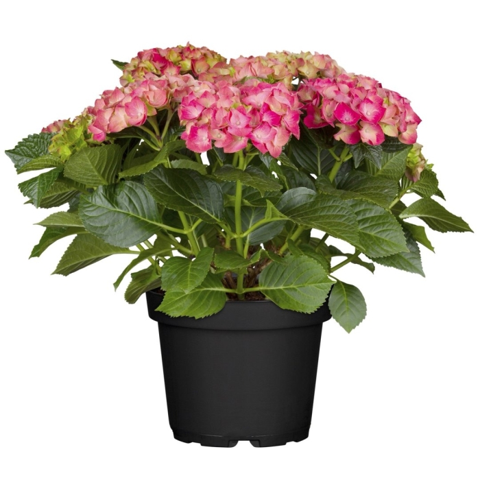 Гортензия адула пинк
