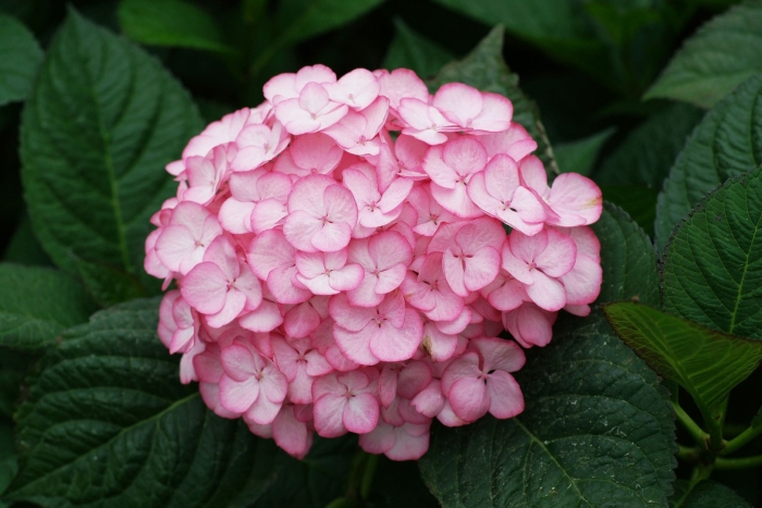 Гортензия селина крупнолистная