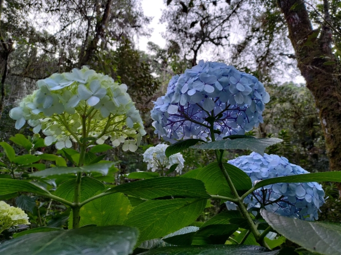 Гортензия нико блю