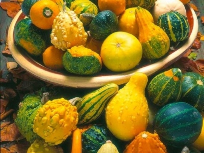 Тыква декоративная