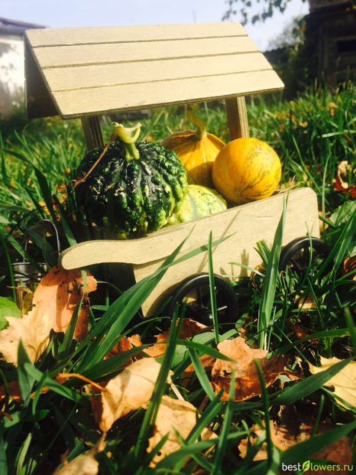 Тыква декоративная