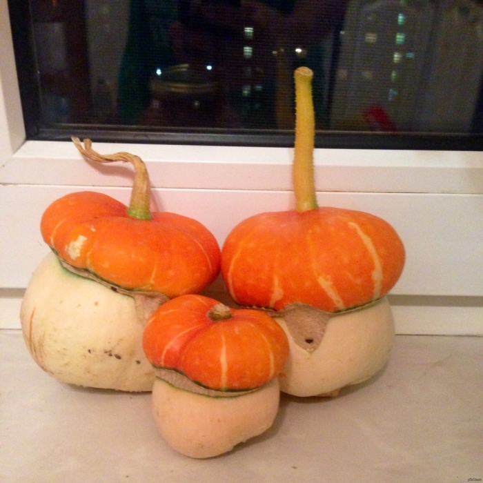 Тыква боровичок